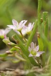 Three-leaf Lewisia blossoms & foliage fr ground level