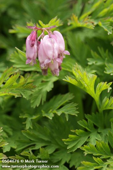 Dicentra formosa