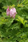 Pacific Bleeding Heart blossoms & foliage