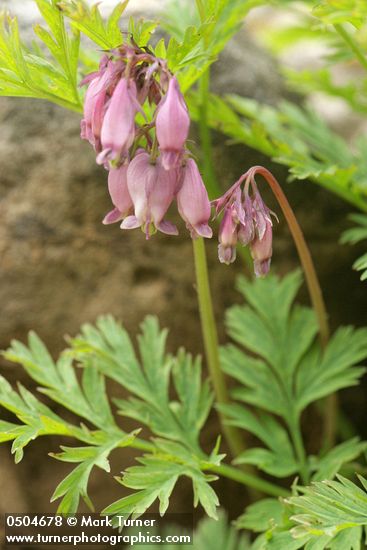 Dicentra formosa