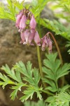 Pacific Bleeding Heart blossoms & foliage