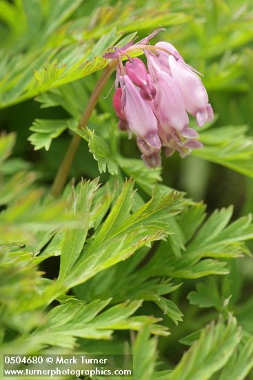 Dicentra formosa