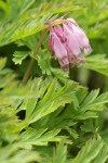 Pacific Bleeding Heart blossoms & foliage detail