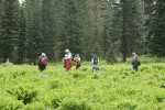 Native Plant Society field trip participants botanizing on Donegan Prairie