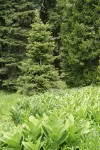 Grand Fir w/ California Corn Lily foliage & Blue Stickseed fgnd