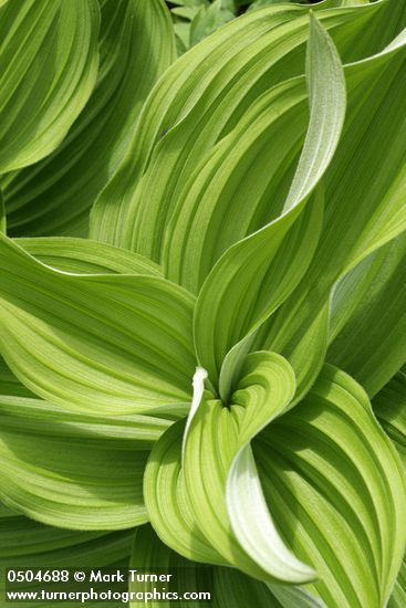 Veratrum californicum