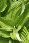 California Corn Lily foliage detail