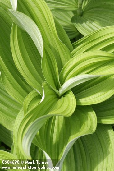 Veratrum californicum