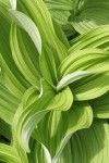 California Corn Lily foliage detail