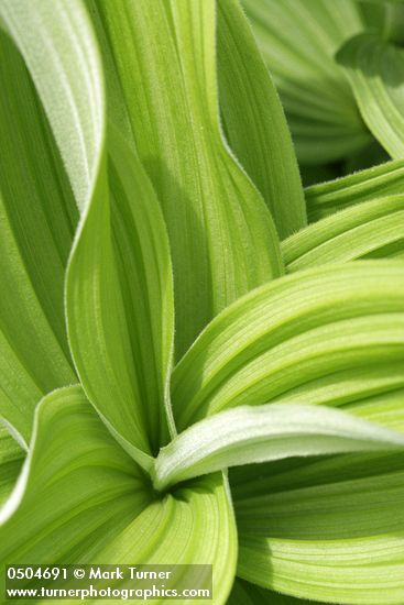 Veratrum californicum