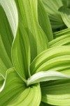 California Corn Lily foliage detail