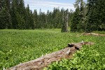 Wet meadow community w/ Marsh Marigolds