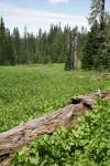 Wet meadow community w/ Marsh Marigolds