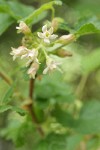 Sticky Currant blossoms detail