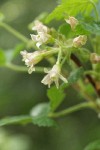 Sticky Currant blossoms detail