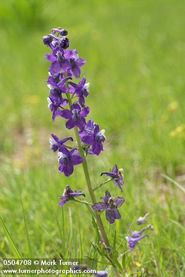 Delphinium menziesii