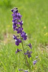 Menzies' Larkspur blossoms