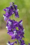 Menzies' Larkspur blossoms detail