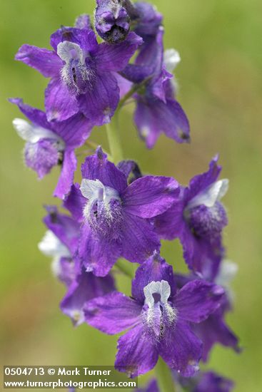 Delphinium menziesii