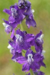 Menzies' Larkspur blossoms detail