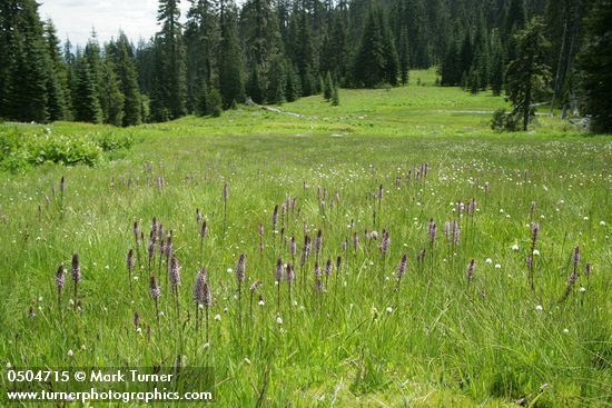 Pedicularis groenlandica