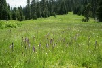 Wet meadow community w/ Elephant's Head Lousewort fgnd