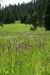 Wet meadow community w/ Elephant's Head Lousewort fgnd