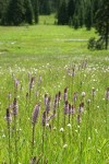 Wet meadow community w/ Elephant's Head Lousewort fgnd