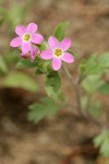 Varied-leaf Collomia