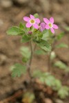 Varied-leaf Collomia