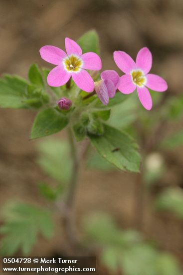 Collomia heterophylla