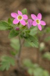 Varied-leaf Collomia