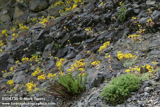 Sedum spathulifolium