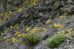 Broad-leaved Stonecrop