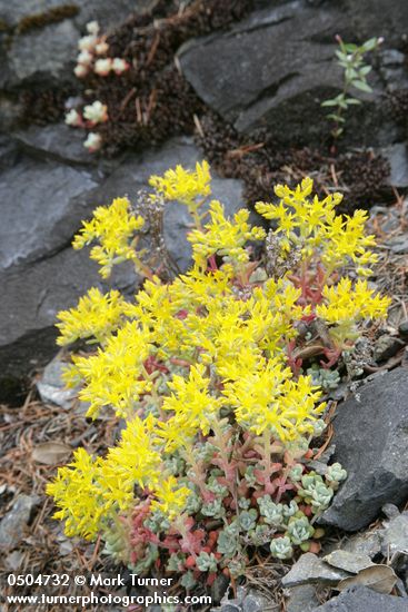 Sedum spathulifolium