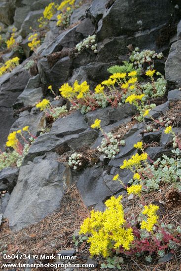 Sedum spathulifolium