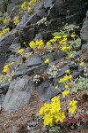 Broad-leaved Stonecrop