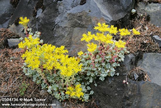 Sedum spathulifolium