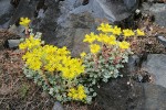 Broad-leaved Stonecrop