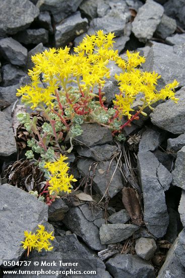 Sedum spathulifolium