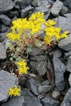 Broad-leaved Stonecrop