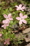 Woodland Phlox blossoms & foliage