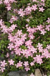 Woodland Phlox