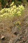 Naked Eriogonum