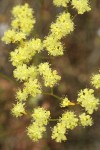 Naked Eriogonum blossoms detail