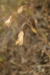 Umpqua Mariposa Lily mature seed pods