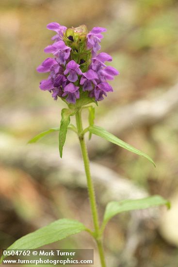 Prunella vulgaris