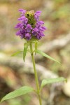 Self-heal blossoms & foliage