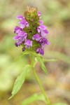 Self-heal blossoms & foliage detail