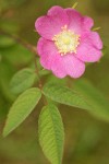 Clustered Wild Rose blossom & foliage detail